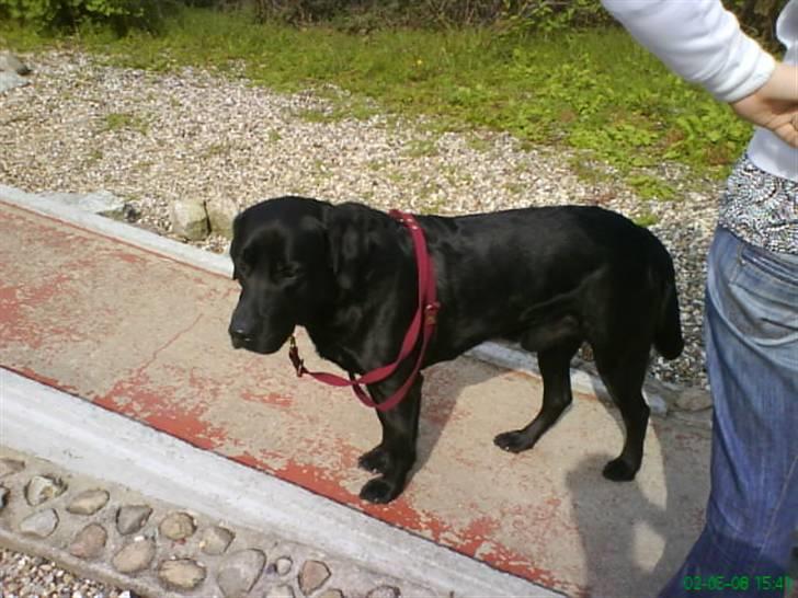 Labrador retriever Blacky [Himmelhund] billede 4