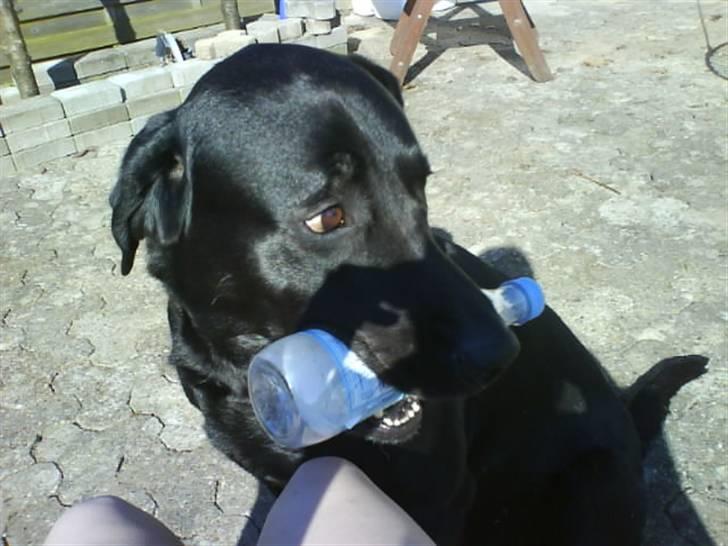 Labrador retriever Blacky [Himmelhund] billede 5