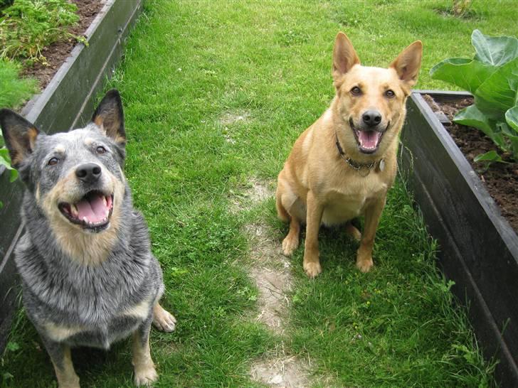 Australsk cattledog Bluie..Mín Farmor´s hund! billede 8