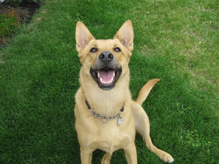 Blanding af racer Stella - SMIIIL!!<33 billede 6