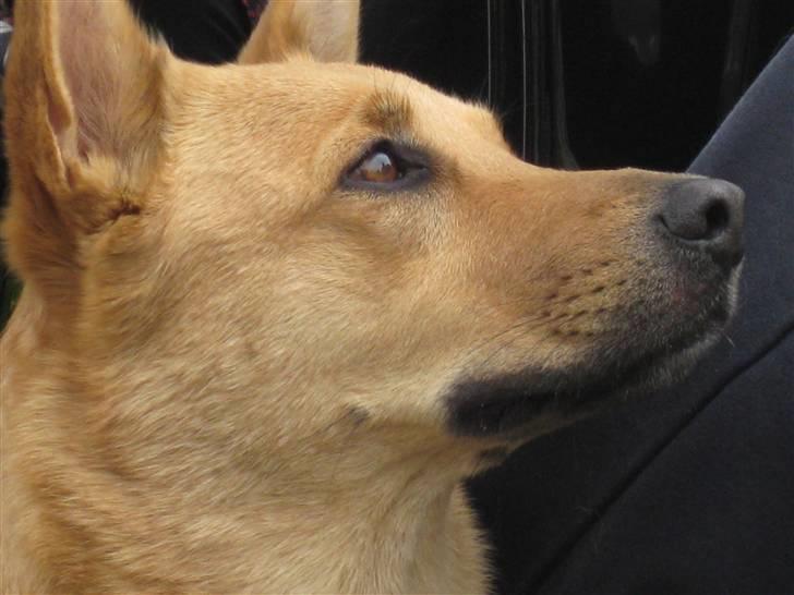 Blanding af racer Stella billede 7