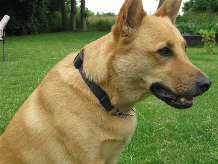 Blanding af racer Stella billede 8