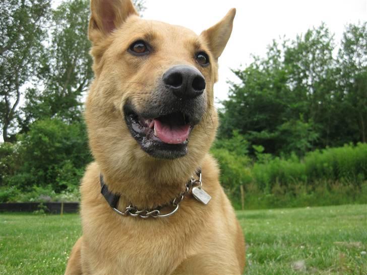 Blanding af racer Stella billede 9