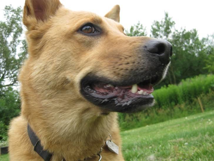 Blanding af racer Stella billede 10