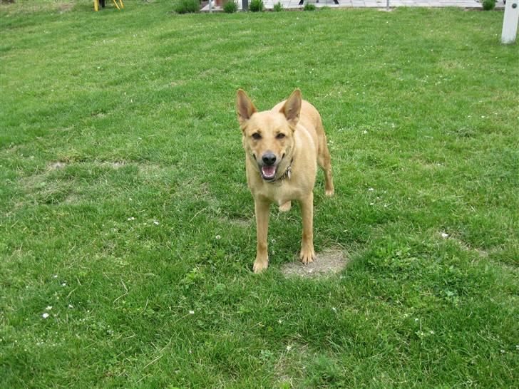 Blanding af racer Stella billede 11