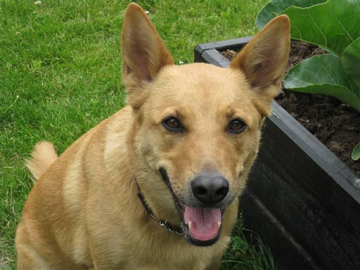 Blanding af racer Stella billede 13