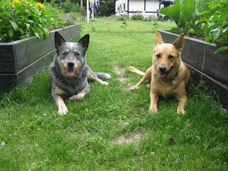 Blanding af racer Stella billede 14