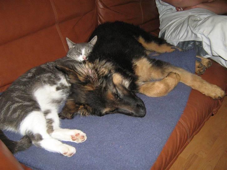 Schæferhund Rico RIP 12år gammel - 17 uger Vores kat Tumle og Rico der lige får en lur sammen. billede 7