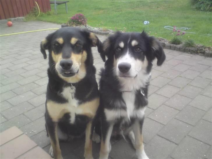 Blanding af racer Mickey - Mickey - mor og Mike søn billede 15