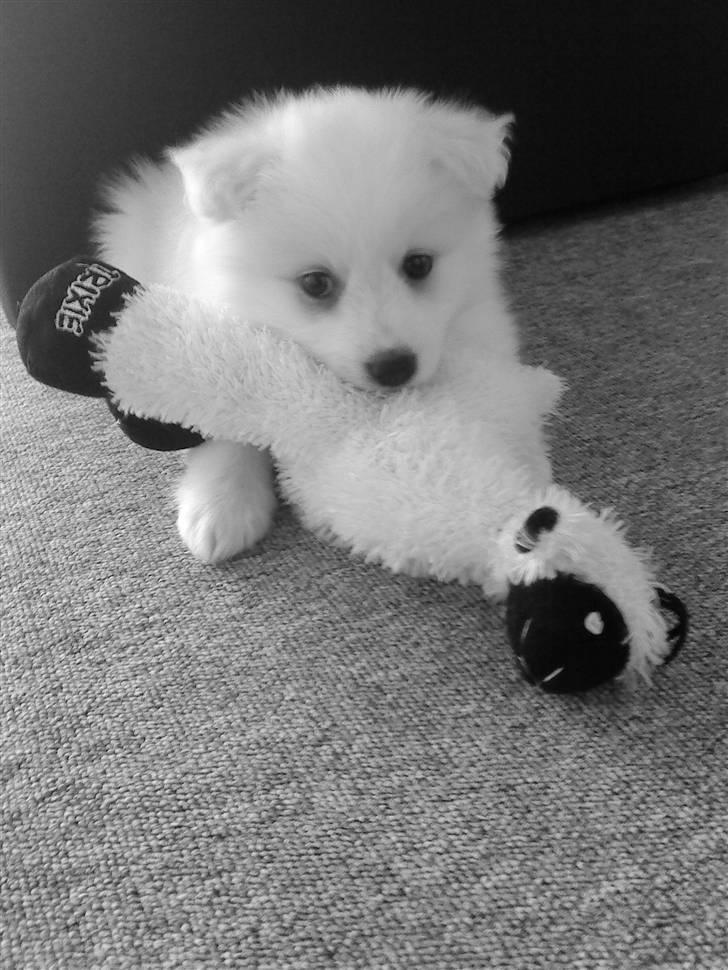 Japansk spids Muffi - Nu har jeg dig. billede 6