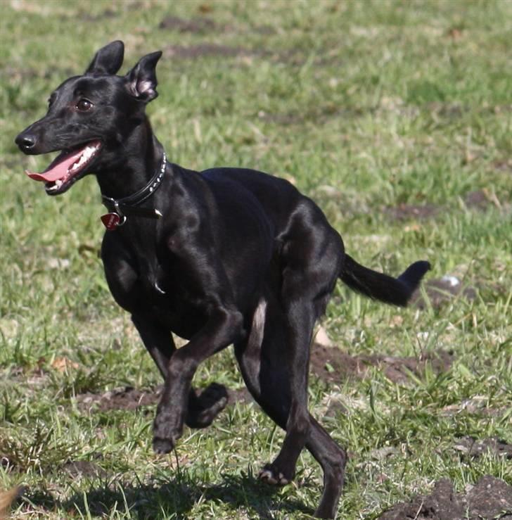 Whippet Liva - 11/4-2010 billede 1