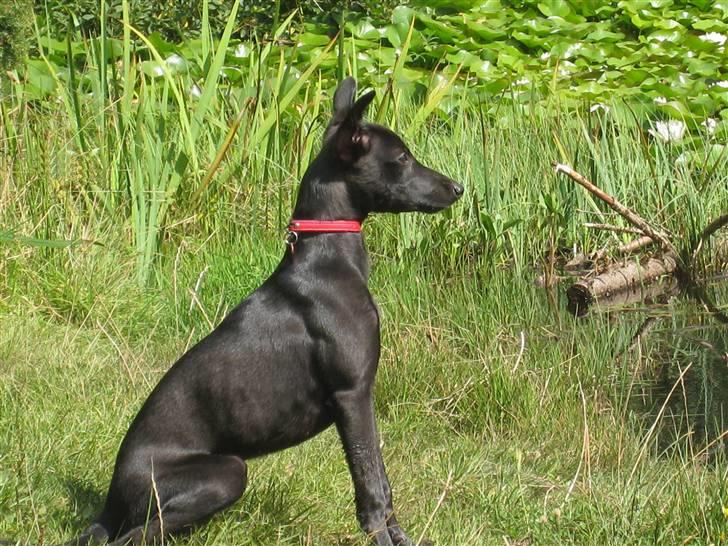 Whippet Liva - 23/8 -2009 billede 2