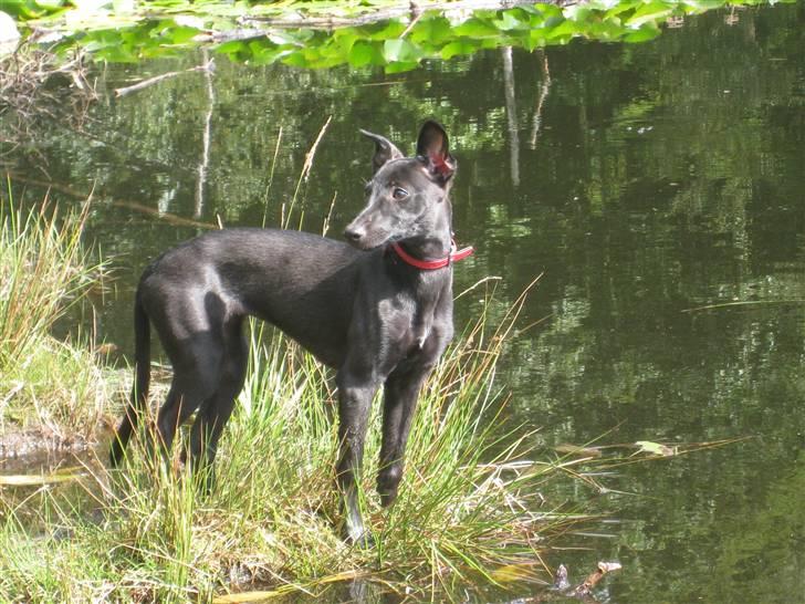 Whippet Liva - 23/8-09 Liva 4 mrd gammel billede 3