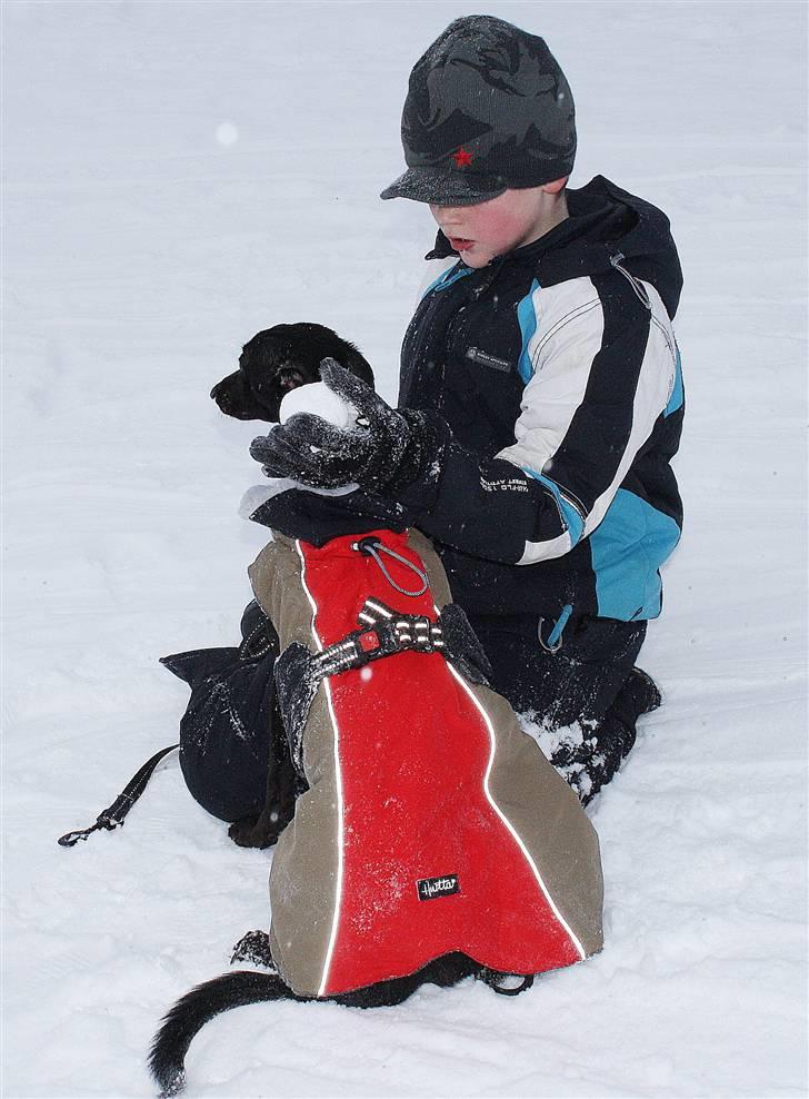 Whippet Liva - 01/01-2010 Man er vel skødehund :-) billede 4