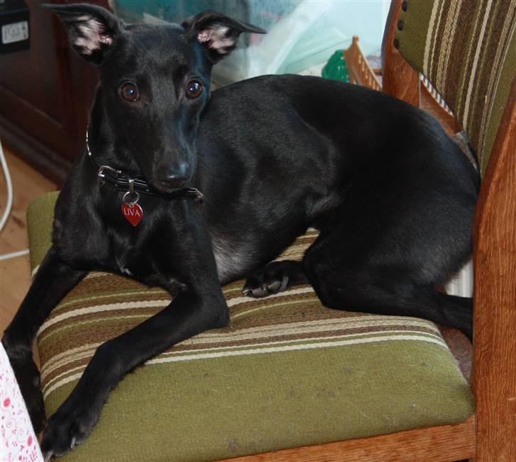 Whippet Liva - 26/12 2009 billede 5