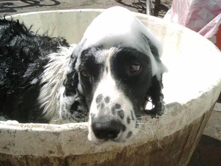 Field Trial spaniel bølle*død* billede 2