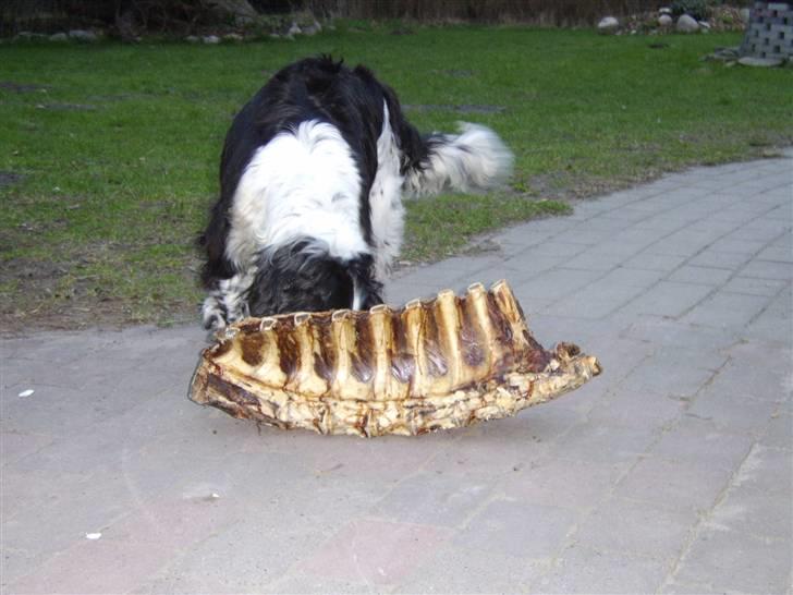Field Trial spaniel bølle*død* billede 3