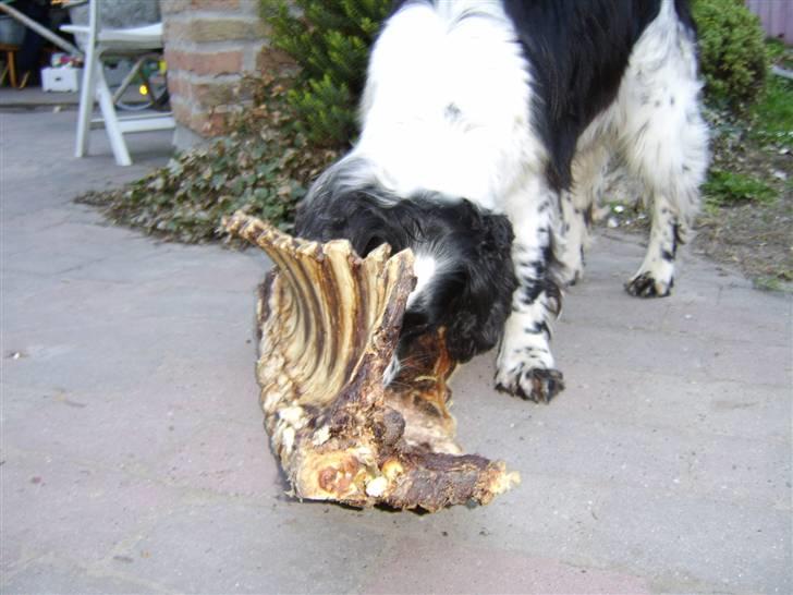 Field Trial spaniel bølle*død* billede 4