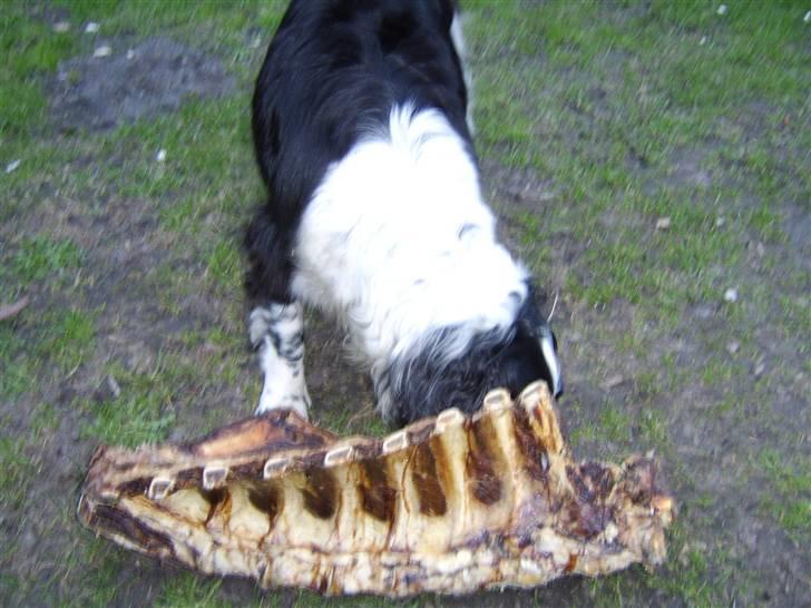 Field Trial spaniel bølle*død* billede 5