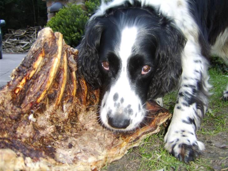 Field Trial spaniel bølle*død* billede 6