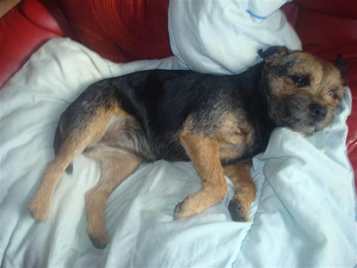 Border terrier Dalshøj´s suchi - hun nyder at putte =) billede 11