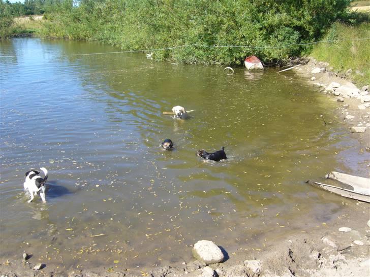 Border terrier Dalshøj´s suchi - hundene elsker vand =D billede 12