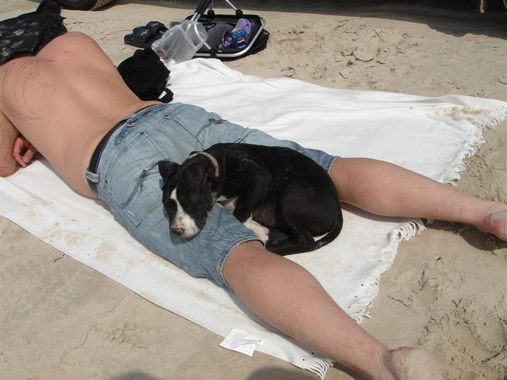 Amerikansk staffordshire terrier Maggie - Efter en tur i vandet tager maggie sig lige en lur oven på far..! billede 10