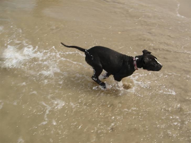 Amerikansk staffordshire terrier Maggie - Fuld fart frem :D billede 11