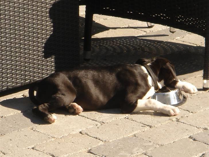 Amerikansk staffordshire terrier Maggie - Maggie er faldet i søvn oven i vandskålen! billede 12