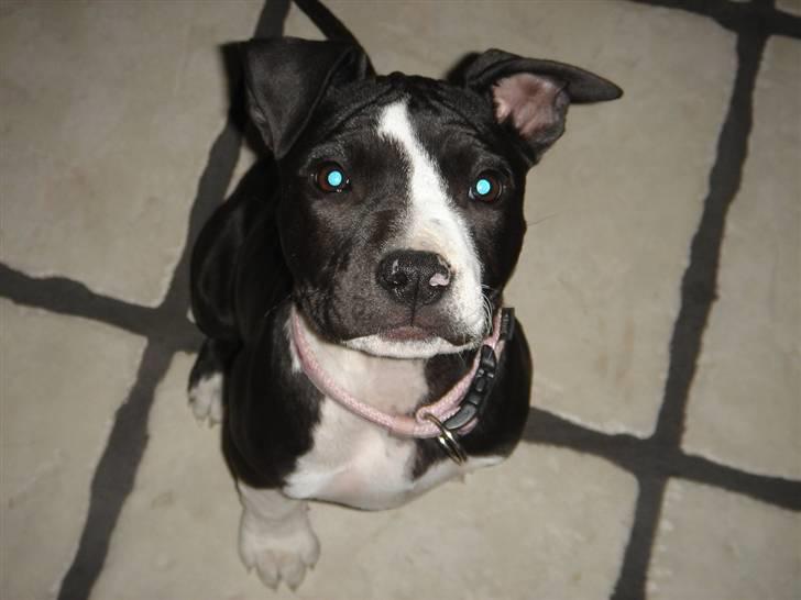 Amerikansk staffordshire terrier Maggie billede 13