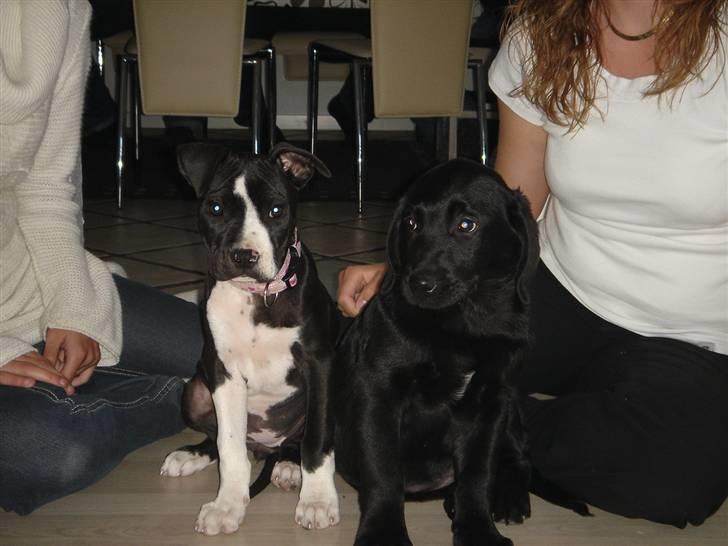 Amerikansk staffordshire terrier Maggie - Maggie og hendes legekammerat Marlin billede 14