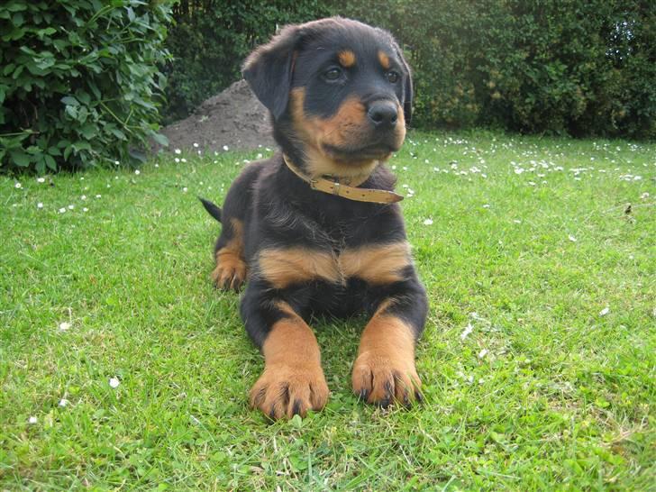 Rottweiler Ronja DØD billede 1