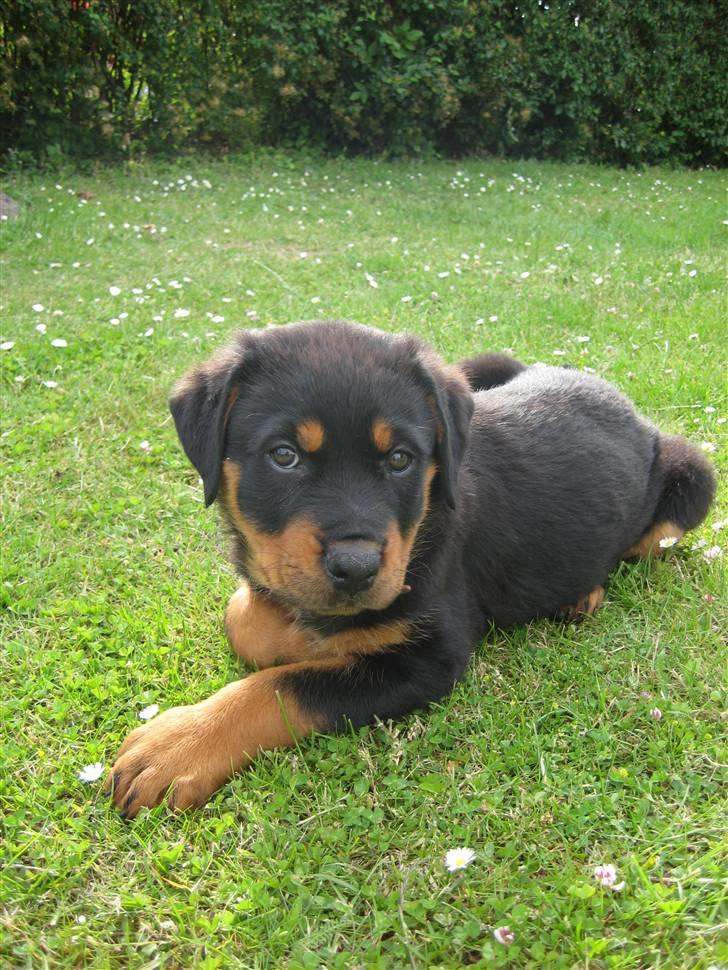 Rottweiler Ronja DØD billede 3