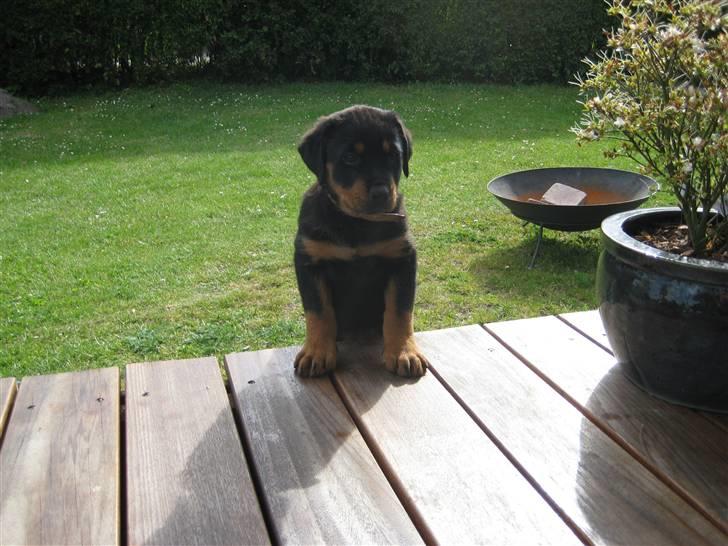 Rottweiler Ronja DØD billede 4