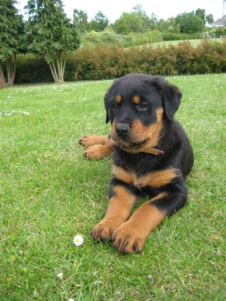 Rottweiler Ronja DØD billede 5