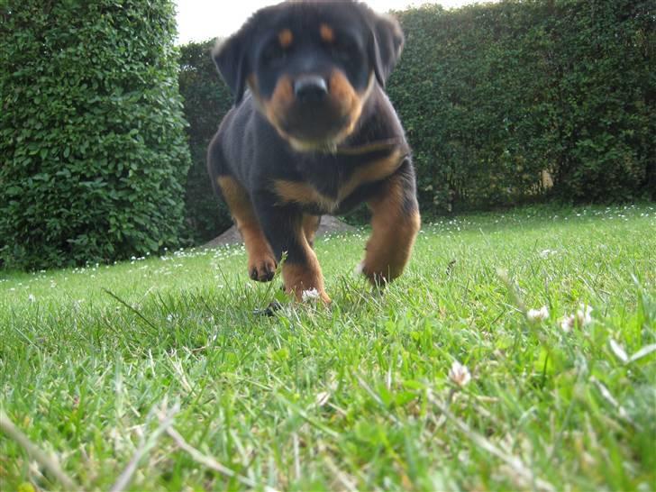 Rottweiler Ronja DØD billede 6