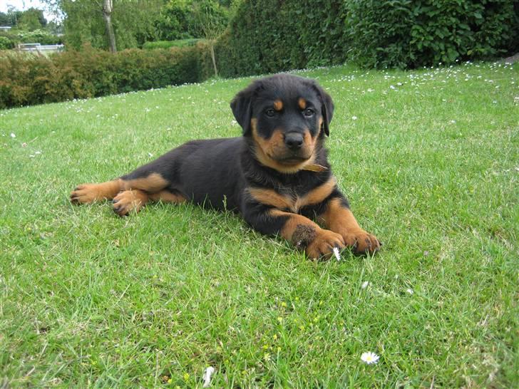 Rottweiler Ronja DØD billede 7