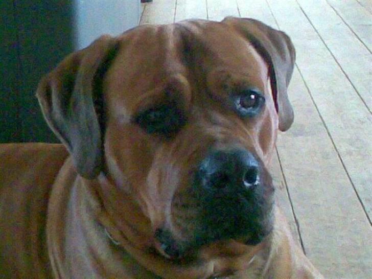 Blanding af racer Splif DØD billede 2