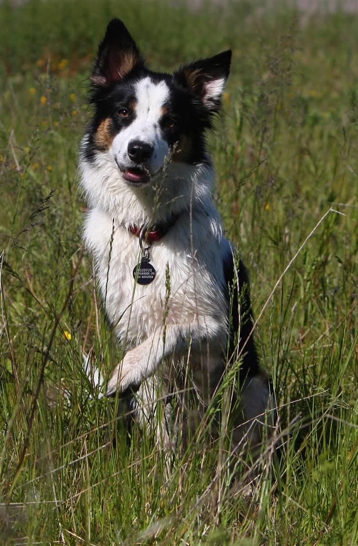 Border collie Tia - 12 år billede 15