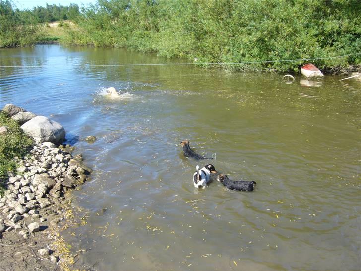 Border terrier Dalshøj´s suchi - et billed ved vandet igen =D billede 13