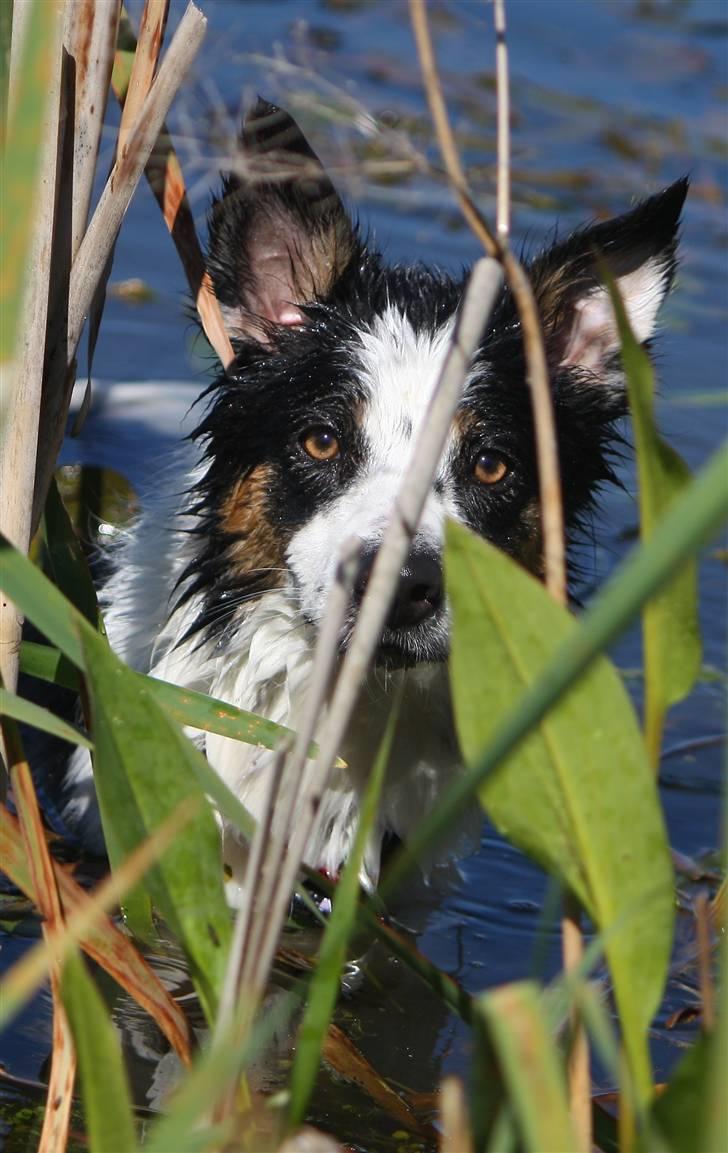 Border collie Tia - 12 år billede 16