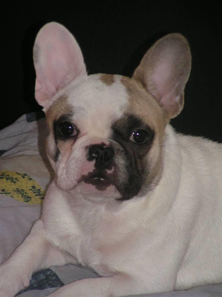 Fransk bulldog X-kanua www.teamtroya.dk billede 6