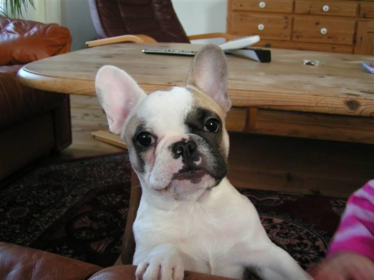 Fransk bulldog X-kanua www.teamtroya.dk billede 7