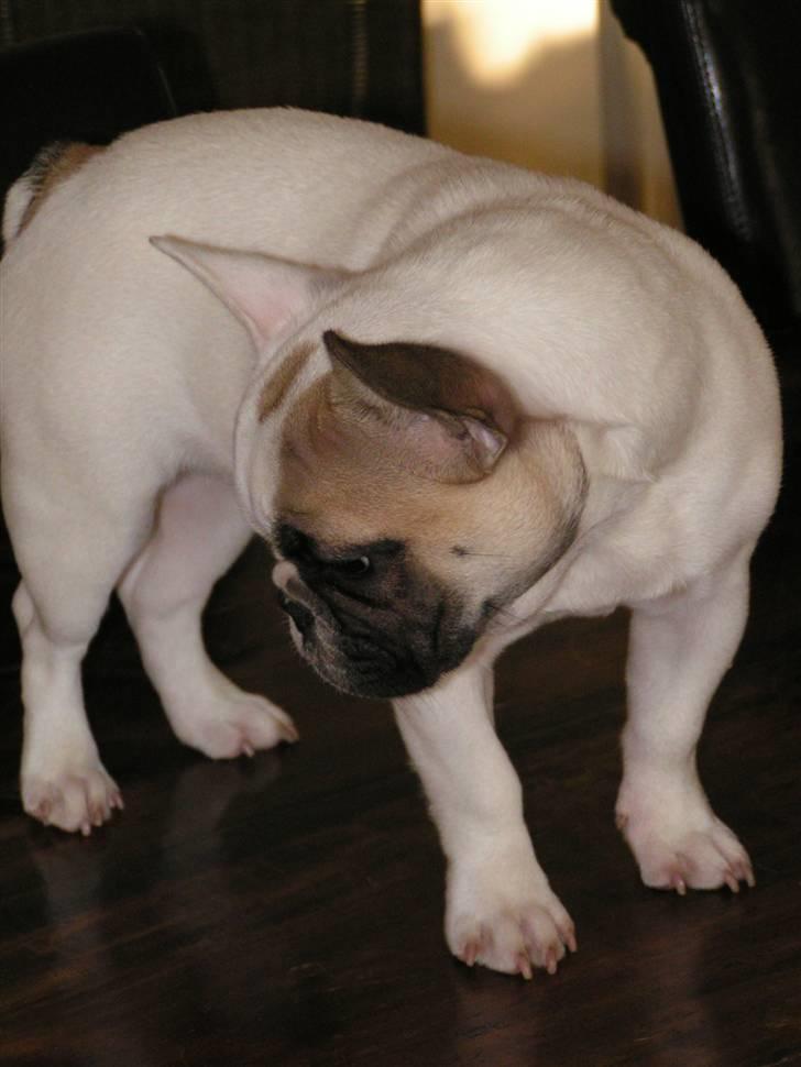 Fransk bulldog X-kanua www.teamtroya.dk billede 8