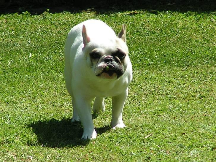 Fransk bulldog X-kanua www.teamtroya.dk billede 9