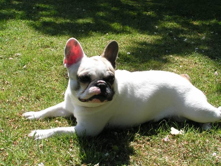 Fransk bulldog X-kanua www.teamtroya.dk billede 10