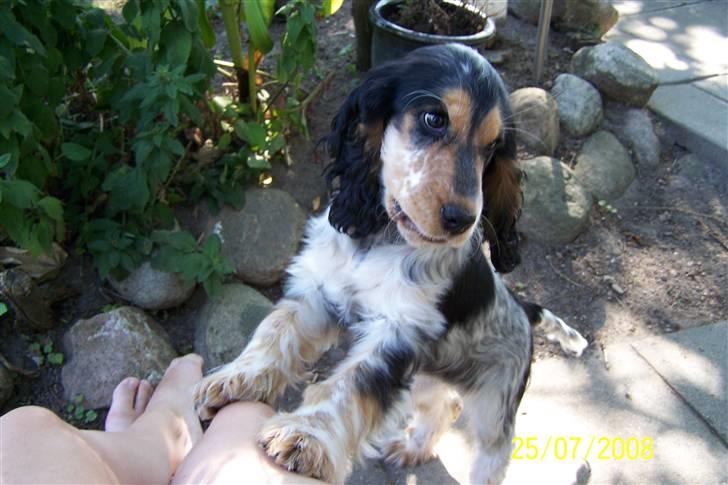 Cocker spaniel Nanna - Prøv og læg mærke til "glorien" over Nannas hoved.  billede 13