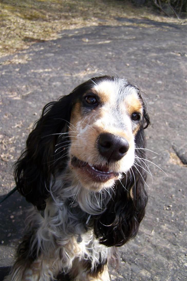 Cocker spaniel Nanna billede 14
