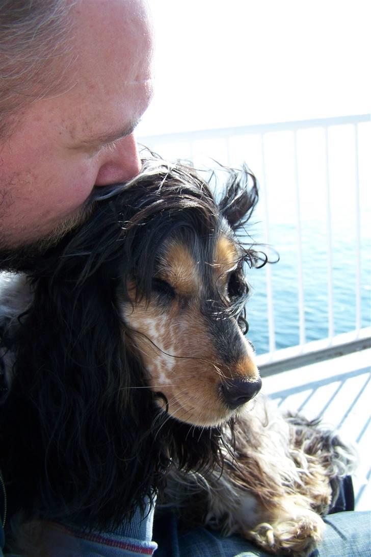 Cocker spaniel Nanna billede 15