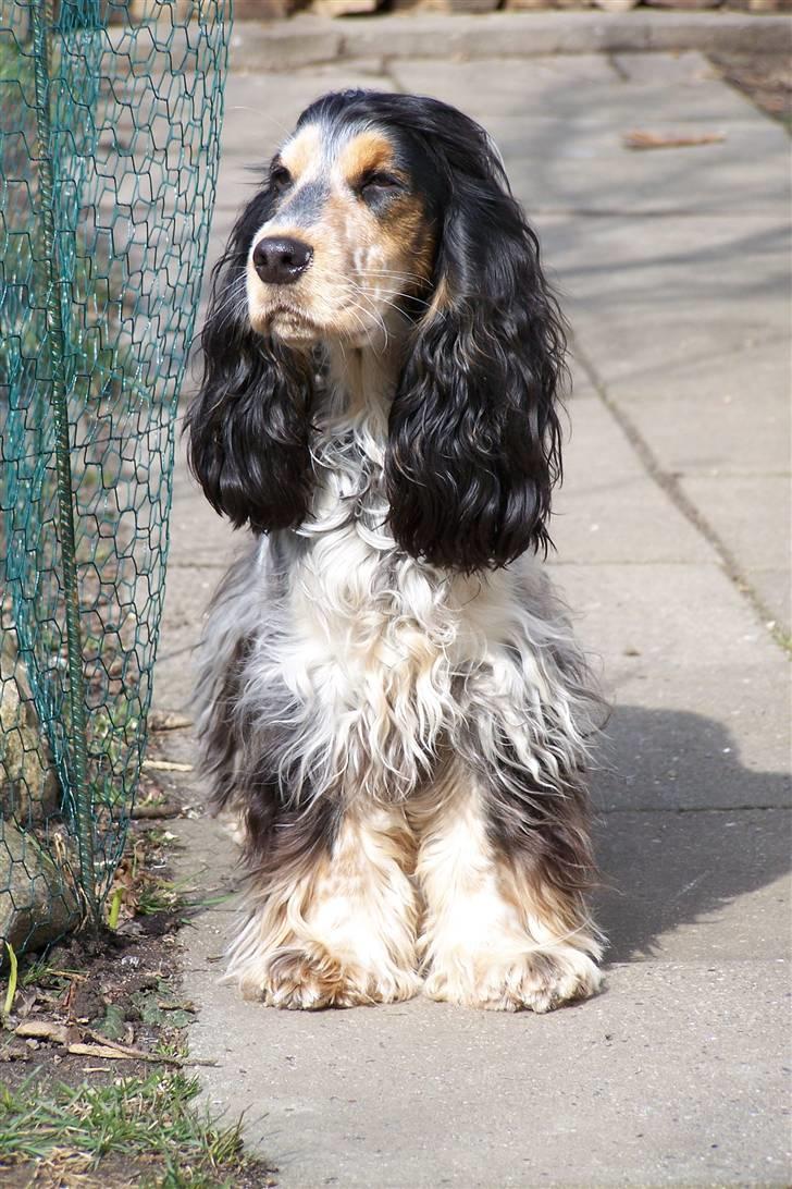 Cocker spaniel Nanna - Nanna 1 år gammel billede 16